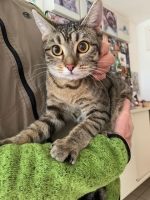 thumb_Fundkatze-20.01.2020 thumb_Fundkatze-20.01.2020