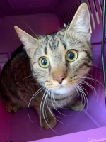 thumb_Fundkatze_21.01.2020 thumb_Fundkatze_21.01.2020