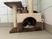 thumb_Fundkatzen_14.08.2024_1