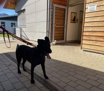 Fundhund Fundhund