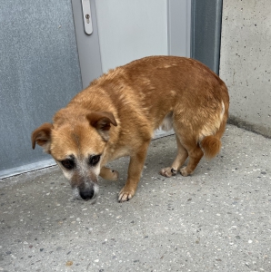 Fundhund240525 Fundhund240525