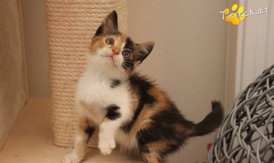 kiki kiki