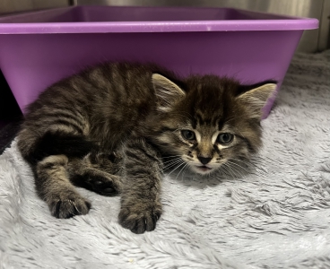 Nala. Nala.