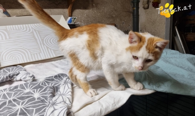 4032-1760896699-21883200 4032-1760896699-21883200