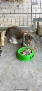 FUNDKANINCHEN FUNDKANINCHEN