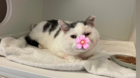 thumb_Fundkater_02.11.2025