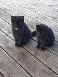 574571891_1280756790758302_5919755047648471291_n