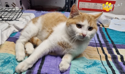 4101-1768146192-90571000