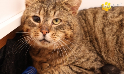 4130-1771079555-22773300 4130-1771079555-22773300