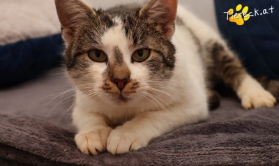 4132-1771079676-48266200