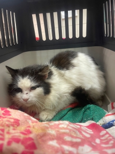 648143609_35124056970526479_2629457480740093654_n 648143609_35124056970526479_2629457480740093654_n