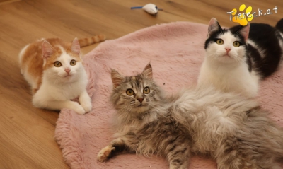 4171-1774204456-19723200