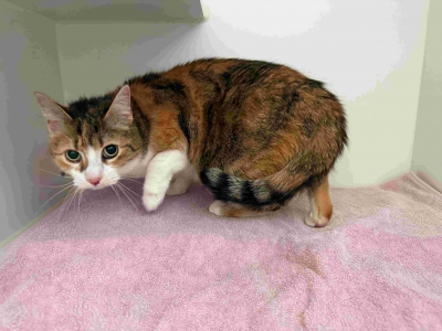 Fundkatze_24.04.2026